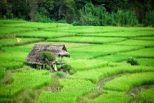 Green fields in the Central Valley 이미지 (496989804) - 게티이미지뱅크 Green fields in the Central Valley