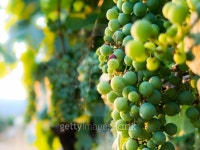 Grapes on the Vine 이미지 (496322530) - 게티이미지뱅크 Grapes on the Vine