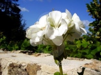 White Geranium Bloom 이미지 (475914616) - 게티이미지뱅크 White Geranium Bloom