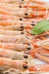 Seafood 이미지 (491935260) - 게티이미지뱅크 Seafood