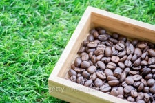 Coffee bean in wooden tray on artificial grass. 이미지 (496551930) - 게티이미지뱅크 Coffee bean in wooden tray on artificial... 