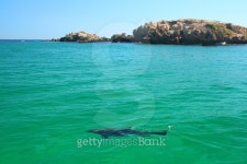 Dolphins swimming close to the coast 이미지 (499394552) - 게티이미지뱅크 Dolphins swimming close to the coast