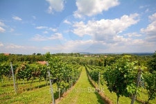 Vineyards before harvest, Southern Styria near Leibnitz Austria 이미지 (490773822) - 게티이미지뱅크 Vineyards before harvest... 