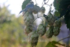Hop cones 이미지 (488380816) - 게티이미지뱅크 Hop cones
