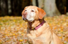 Dog in Fall 이미지 (471105044) - 게티이미지뱅크 Dog in Fall