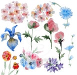 Set of handpainted watercolor flowers 이미지 (482682258) - 게티이미지뱅크 Set of handpainted watercolor flowers