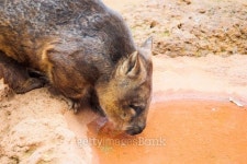 animal like capybara drink water 이미지 (497068352) - 게티이미지뱅크 animal like capybara drink water