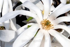 White magnolia flower 이미지 (473937400) - 게티이미지뱅크 White magnolia flower