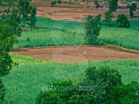 Agricultural land, Nilkantheshwar, Maharasthra, India 이미지 (468612214) - 게티이미지뱅크 Agricultural land, Nilkantheshwar... 