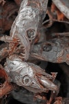 Dry fishes, Market 이미지 (465853000) - 게티이미지뱅크 Dry fishes, Market