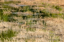 Mallard (Anas platyrhynchos) 이미지 (477853052) - 게티이미지뱅크 Mallard (Anas platyrhynchos)