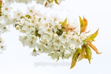White cherry blossoms 이미지 (474224268) - 게티이미지뱅크 White cherry blossoms