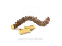 bitter herbs, Tinospora cordifolia herb on white 이미지 (536111821) - 게티이미지뱅크 bitter herbs, Tinospora cordifolia herb... 