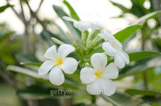 Frangipani in a garden 이미지 (480148604) - 게티이미지뱅크 Frangipani in a garden