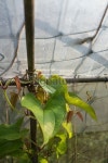 Organic Farm - greenhouse 이미지 (467769758) - 게티이미지뱅크 Organic Farm - greenhouse