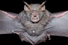 bat is mammal and call vampire 이미지 (501848842) - 게티이미지뱅크 bat is mammal and call vampire