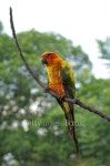 sun conure or sun parakeet or aratinga solstitialis 이미지... 게티이미지뱅크 sun conure or sun parakeet or aratinga... 