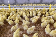 Pintos, frangos e aviÃ¡rios / Chicks, chickens and poultry 이미지 (485830646) - 게티이미지뱅크 Pintos, frangos e aviÃ... 