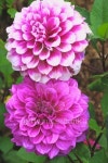 Pink aster 이미지 (480851730) - 게티이미지뱅크 Pink aster