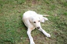 thai dog sitting on the floor are staring 이미지 (477607972) - 게티이미지뱅크 thai dog sitting on the floor are staring