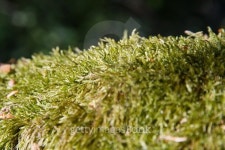 Moss  - Musgo 이미지 (482914972) - 게티이미지뱅크 Moss  - Musgo