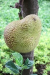 Jackfruit 이미지 (503989292) - 게티이미지뱅크 Jackfruit
