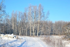 Winter landscape with trees. 이미지 (512157184) - 게티이미지뱅크 Winter landscape with trees.