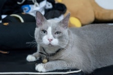 closed up the fatty grey cat is looking something 이미지... 게티이미지뱅크 closed up the fatty grey cat is looking something