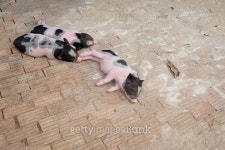 miniature pig family  in a ranch farm 이미지 (509994440) - 게티이미지뱅크 miniature pig family  in a ranch farm