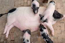 miniature pig family  in a ranch farm 이미지 (509994652) - 게티이미지뱅크 miniature pig family  in a ranch farm