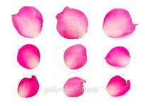 set of pink rose petals 이미지 (503619102) - 게티이미지뱅크 set of pink rose petals