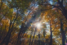 Colorful woods and forest in autumn 이미지 (509921356) - 게티이미지뱅크 Colorful woods and forest in autumn
