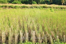 paddy field 이미지 (503731826) - 게티이미지뱅크 paddy field