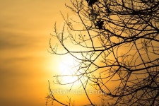 trees silhouette at sunset 이미지 (511098538) - 게티이미지뱅크 trees silhouette at sunset