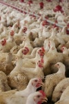 CHICKEN / FARM 이미지 (509721010) - 게티이미지뱅크 CHICKEN / FARM