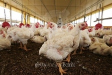 CHICKEN / FARM 이미지 (509721060) - 게티이미지뱅크 CHICKEN / FARM
