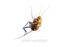Cockroach isolated on a white background 이미지 (512555980) - 게티이미지뱅크 Cockroach isolated on a white background