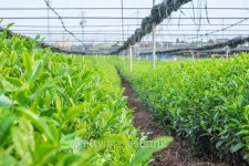 Tea 이미지 (503868534) - 게티이미지뱅크 Tea