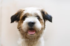 Dog on a grooming table getting a hair cut 이미지 (504185992) - 게티이미지뱅크 Dog on a grooming table getting a hair cut