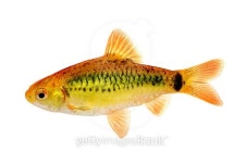 Gold barb Barbodes semifasciolatus Chinese barb aquarium fish isolated 이미지 (504221770) - 게티이미지뱅크 Gold barb... 