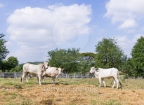 Cow standing in farm 이미지 (503248998) - 게티이미지뱅크 Cow standing in farm