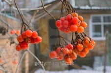 Viburnum red berries in winter, viburnum opulus 이미지 (509871808) - 게티이미지뱅크 Viburnum red berries in winter, viburnum... 