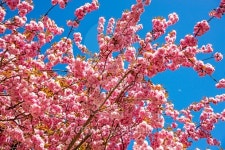 Japanese cherry blossom 이미지 (503654890) - 게티이미지뱅크 Japanese cherry blossom