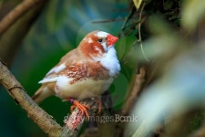 Zebra finch (Taeniopygia guttata) 이미지 (513635350) - 게티이미지뱅크 Zebra finch (Taeniopygia guttata)