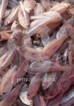 Fresh fish 이미지 (503456440) - 게티이미지뱅크 Fresh fish
