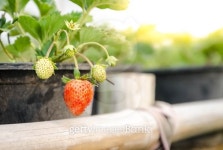 red strawberry in village garden 이미지 (512333852) - 게티이미지뱅크 red strawberry in village garden