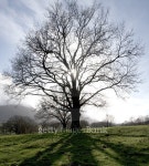 Big Tree 이미지 (510153798) - 게티이미지뱅크 Big Tree