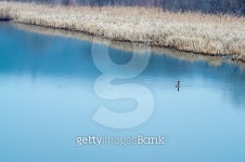 Goose On The Loose 이미지 (503142784) - 게티이미지뱅크 Goose On The Loose
