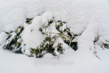 winter park 이미지 (512455288) - 게티이미지뱅크 winter park