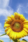 blooming sunflower with blue sky background 이미지 (503245638) - 게티이미지뱅크 blooming sunflower with blue sky background